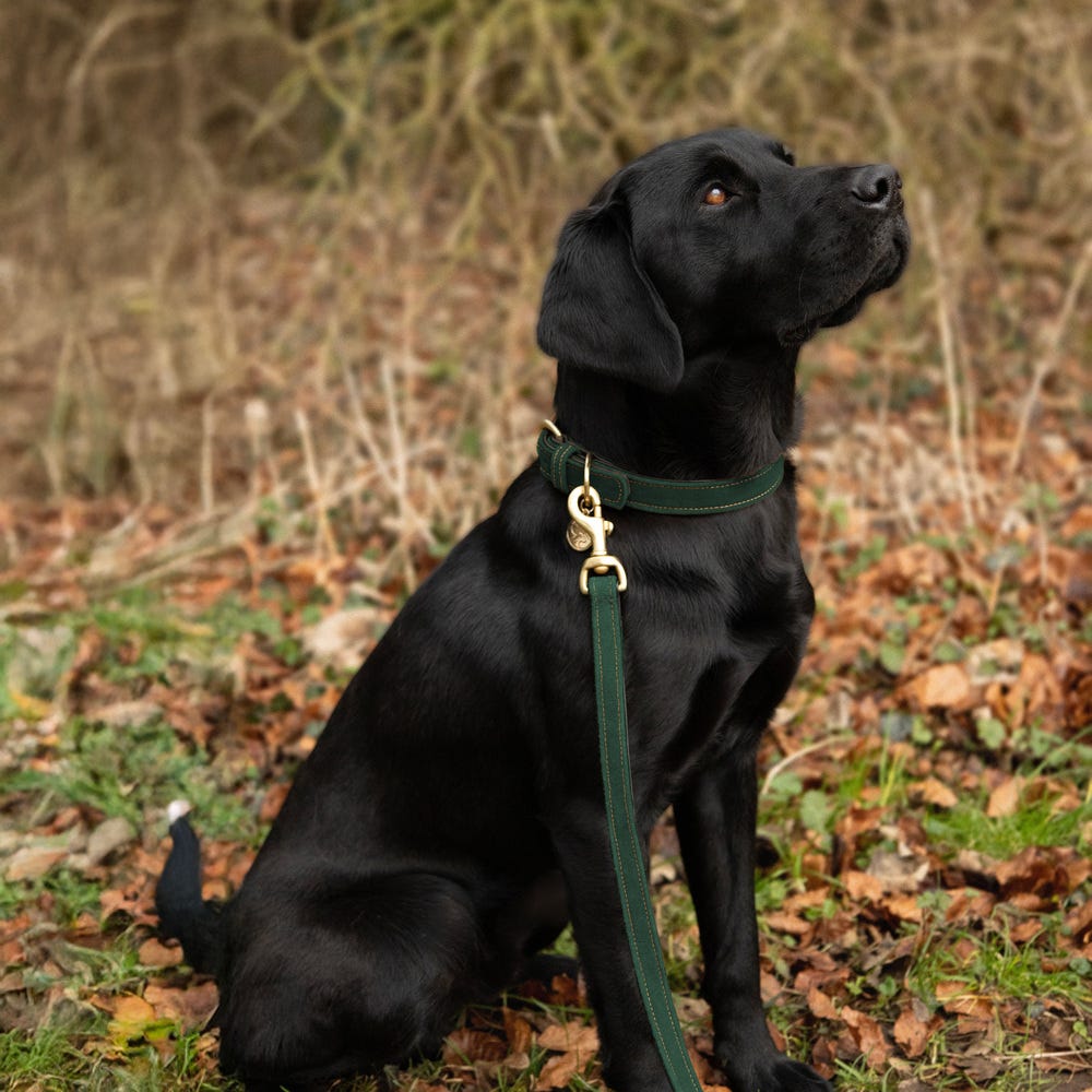 Benji &amp; Flo Noble Suede Dog Lead image 5